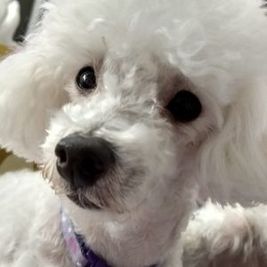 Meet your Posher, Mari